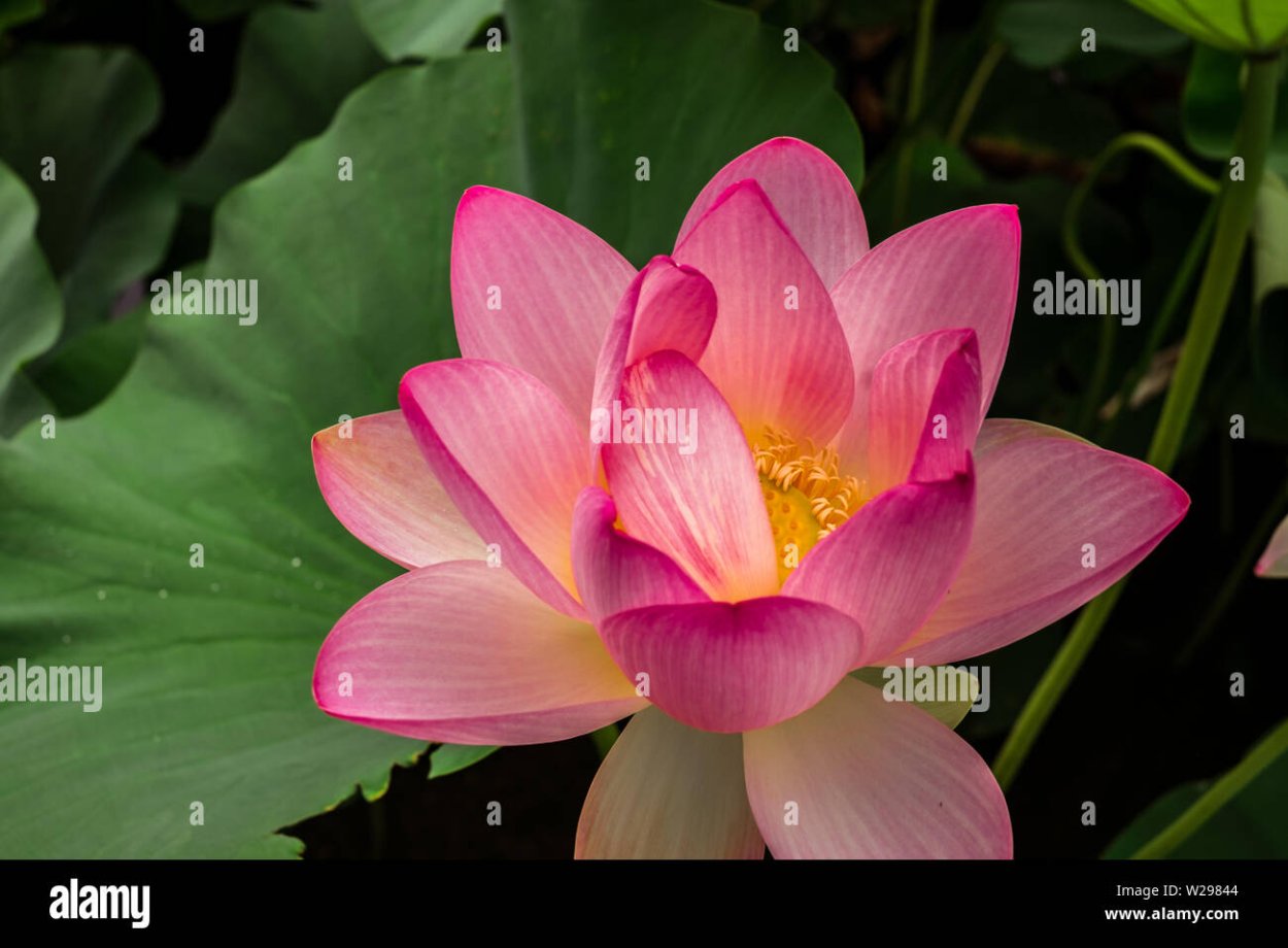 Цветок Королевский Лотос