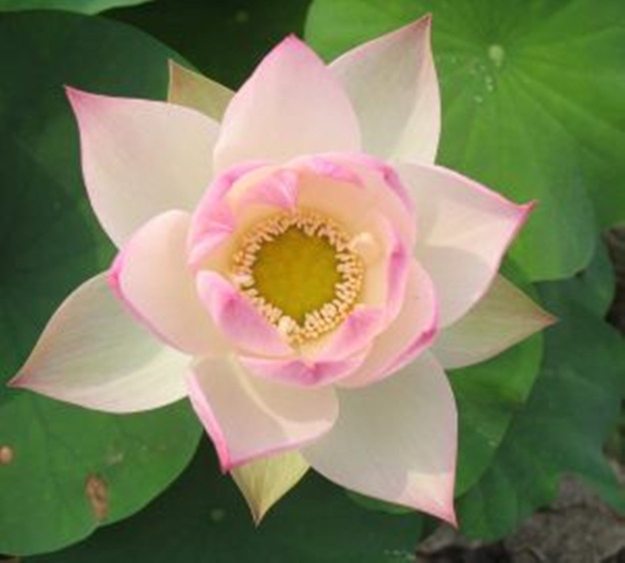 Символ йоги Лотос