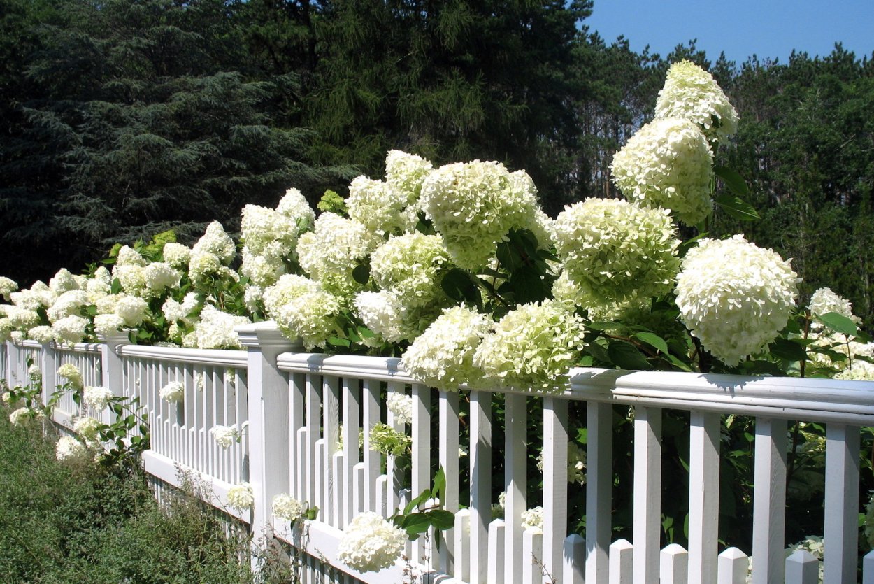 Гортензия Букетная