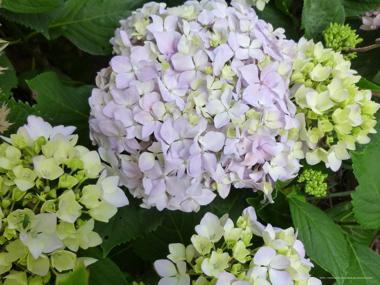 Девушка с гортензиями