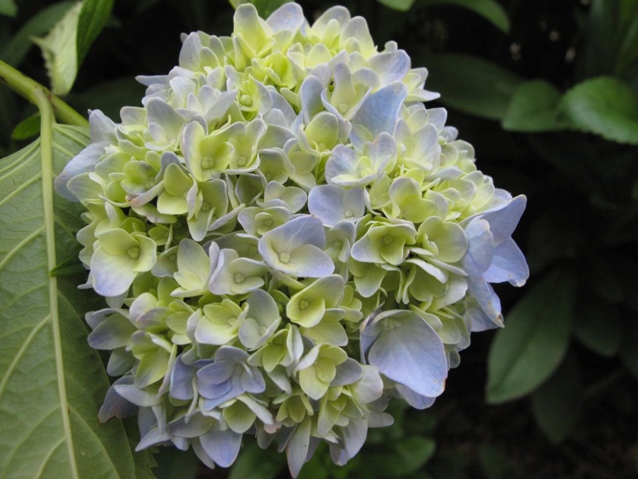 Гортензия синяя