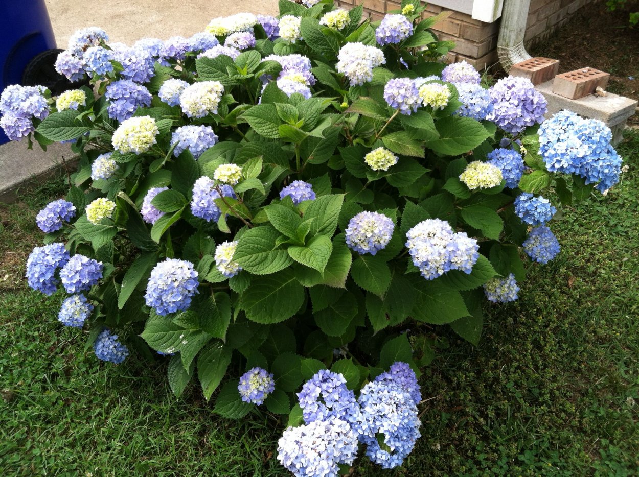 Людмила Кудасова гортензии