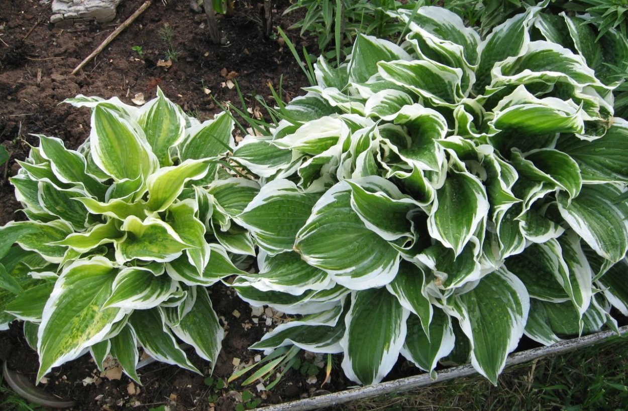 Хоста бордюрная