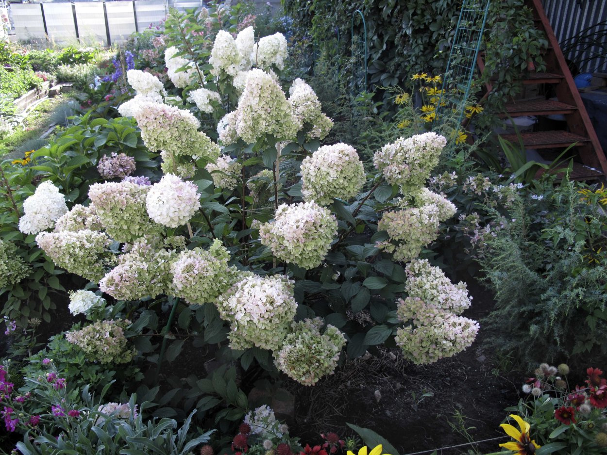 Туя гортензия астильба Хоста