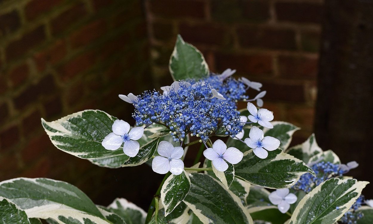 Гортензия Саманта