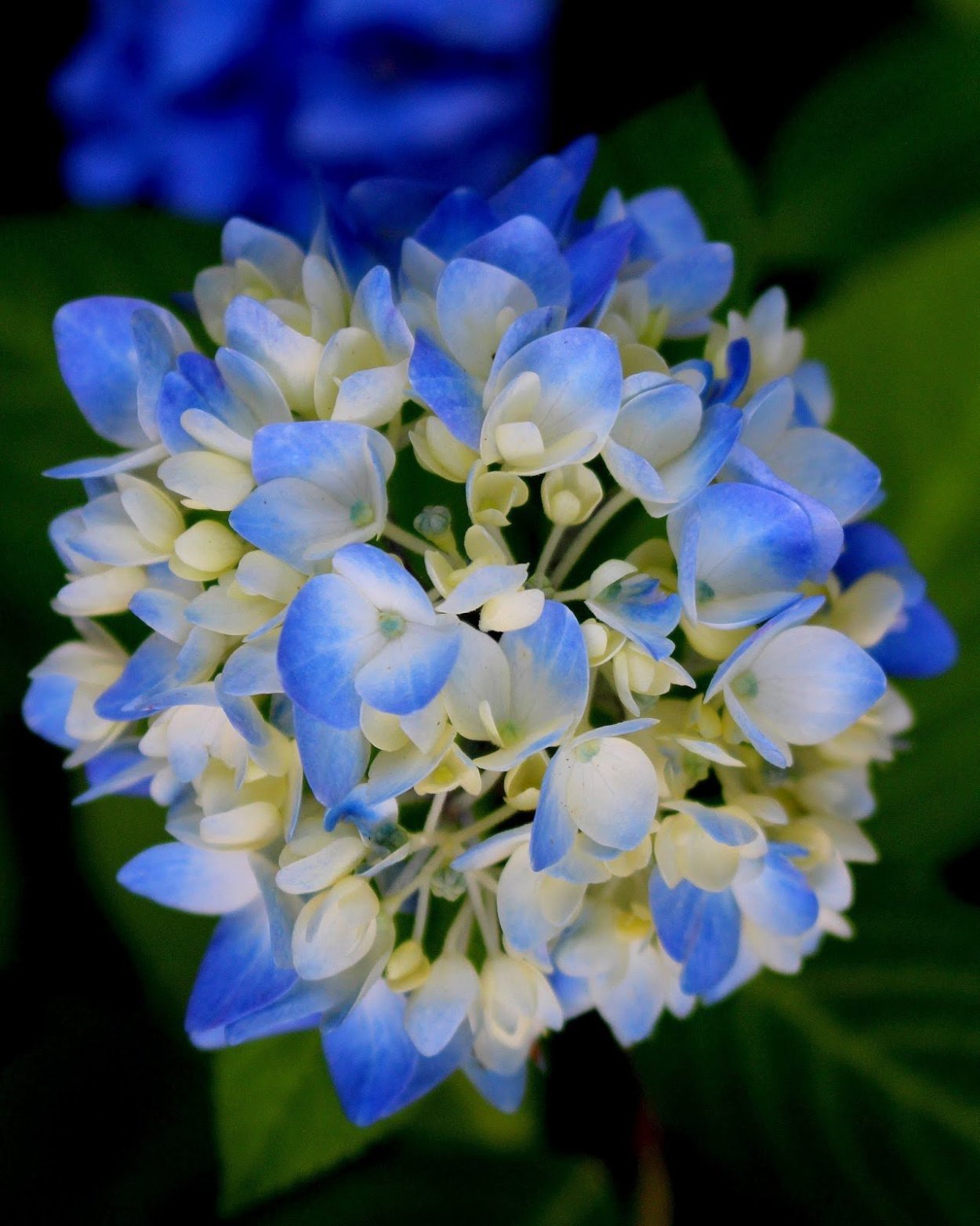 Ранняя Хоста