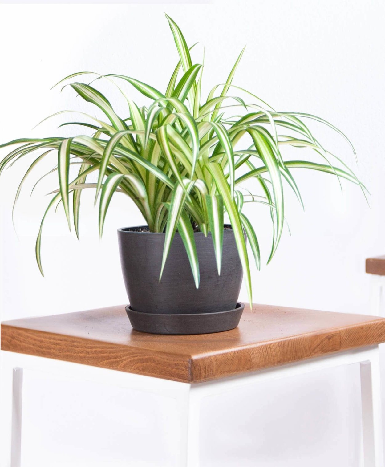 Хлорофитум Айриш