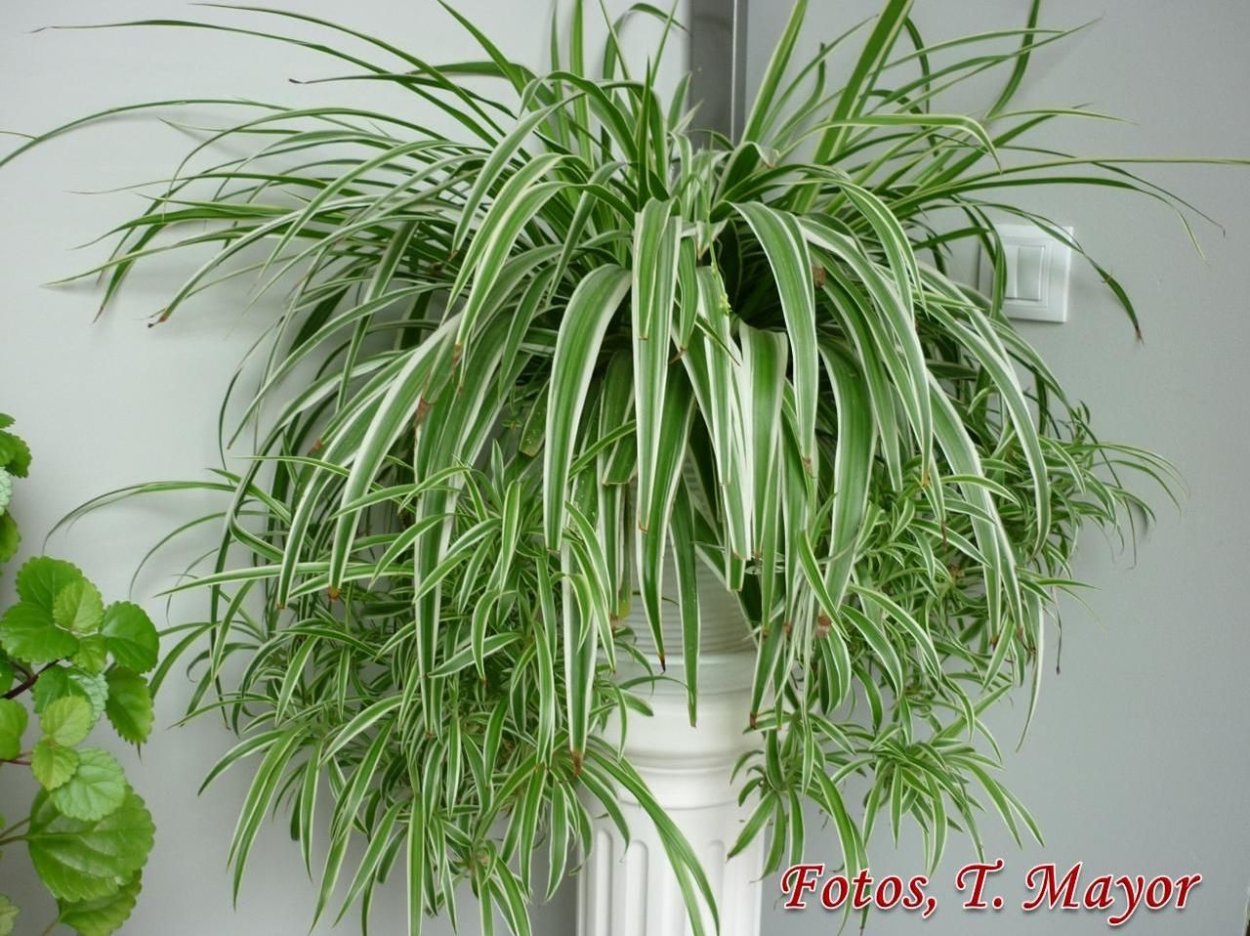 Хлорофитум Вариегата