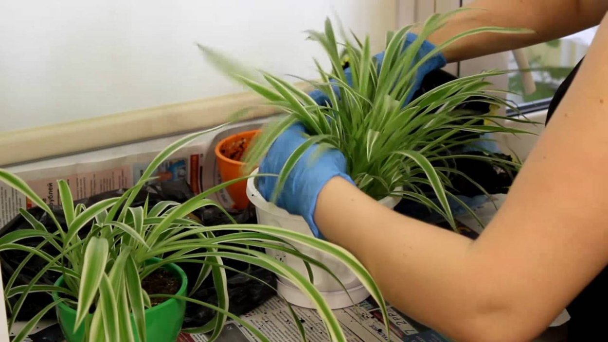 Хлорофитум оушен