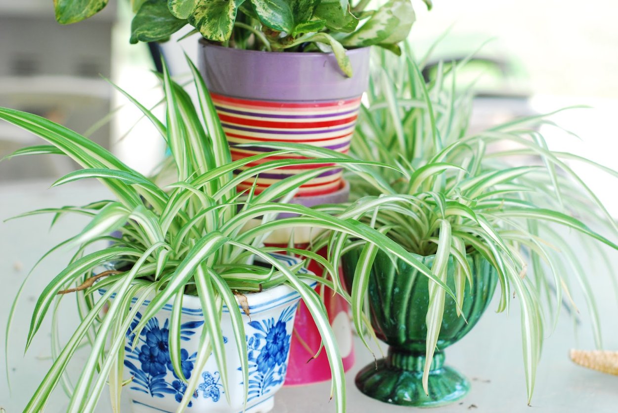 Хлорофитум хохлатый Chlorophytum comosum