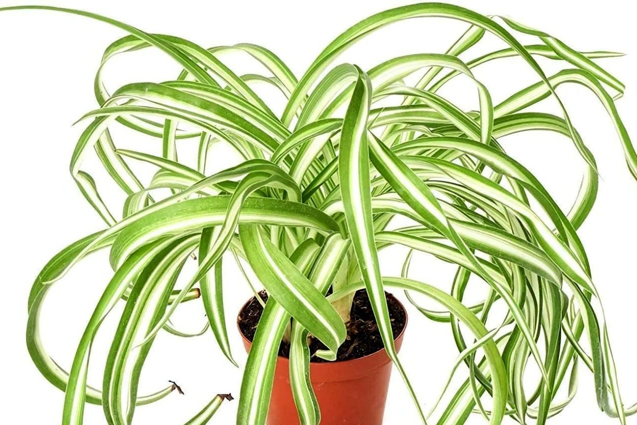 Хлорофитум Осока