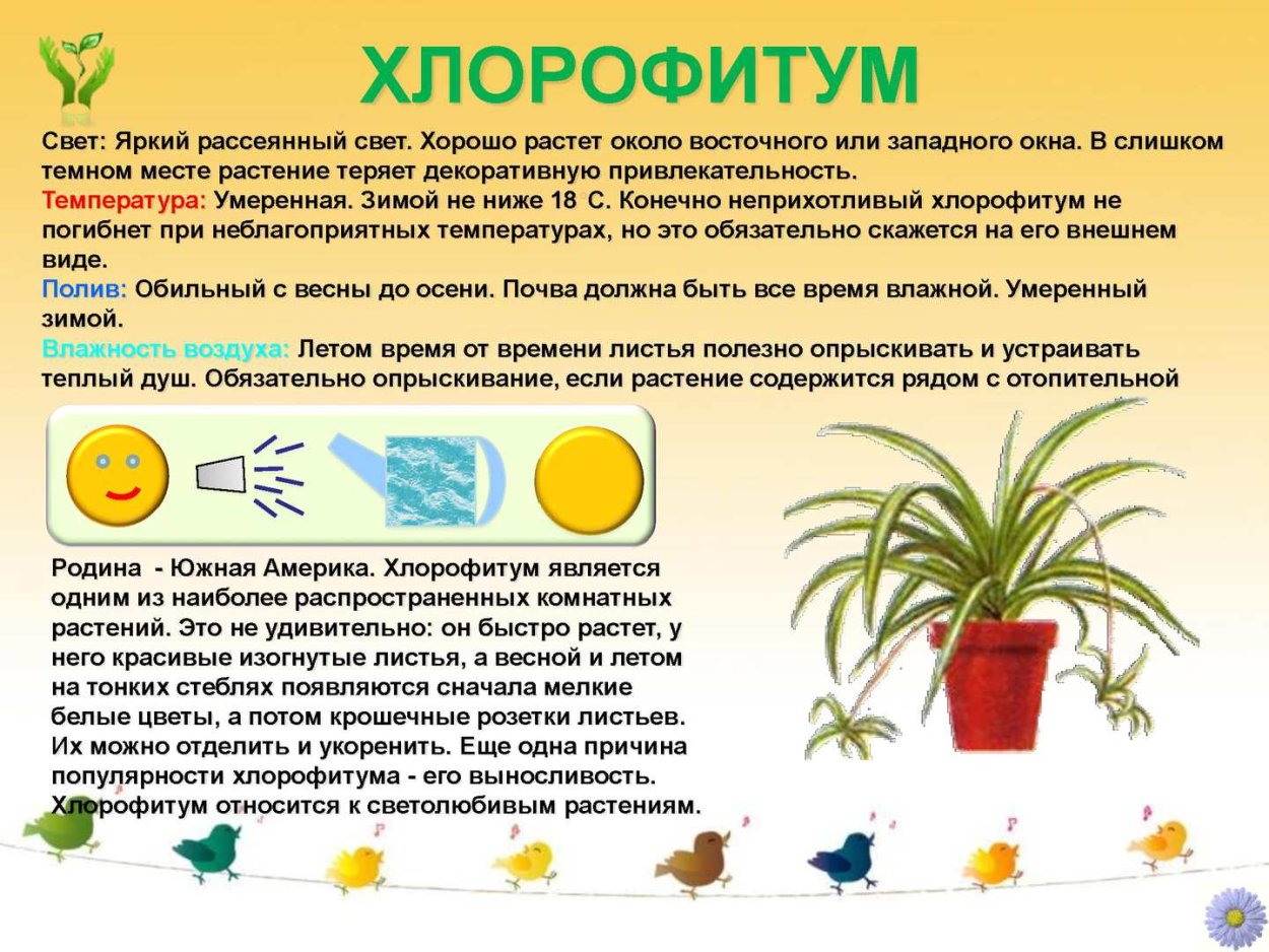 Паспорт комнатных растений хлорофитум