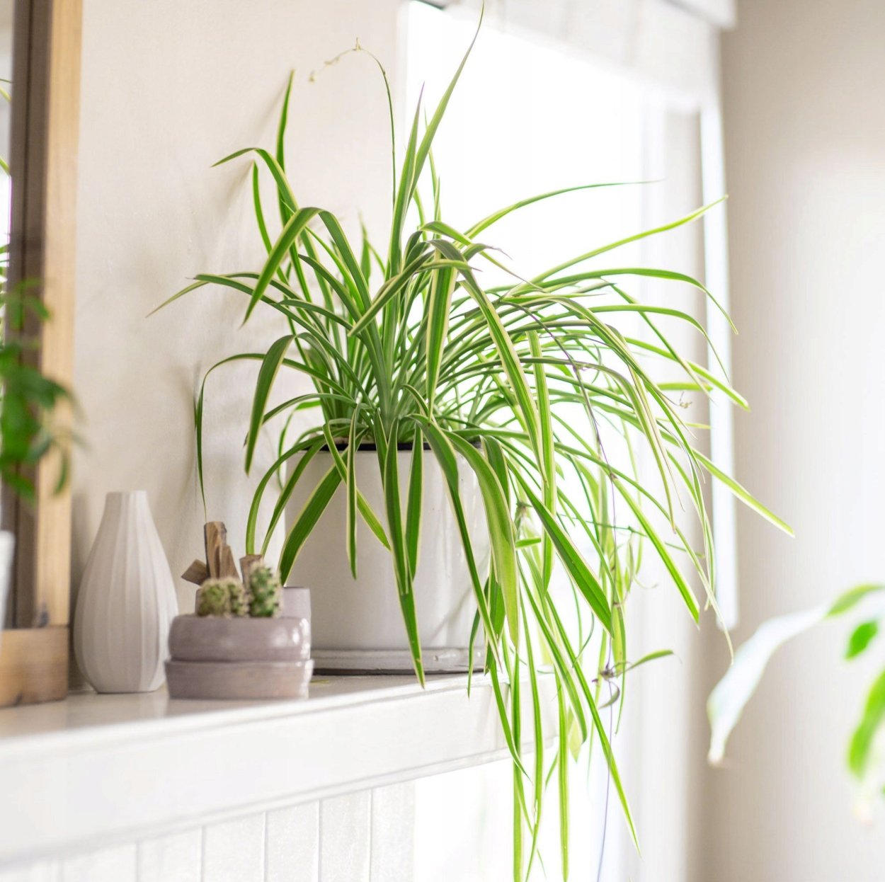 Ikea хлорофитум