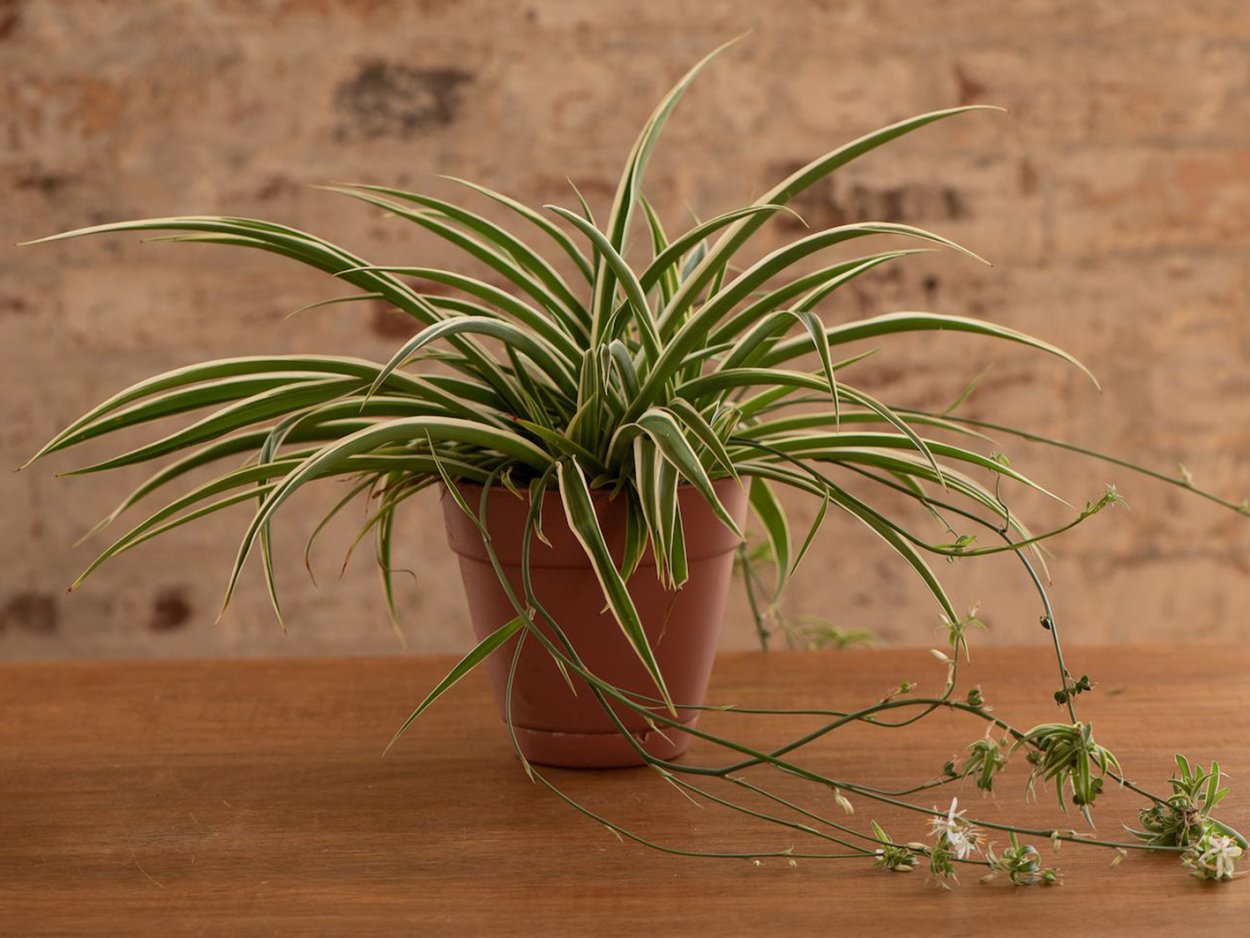 Хлорофитум хохлатый Chlorophytum comosum
