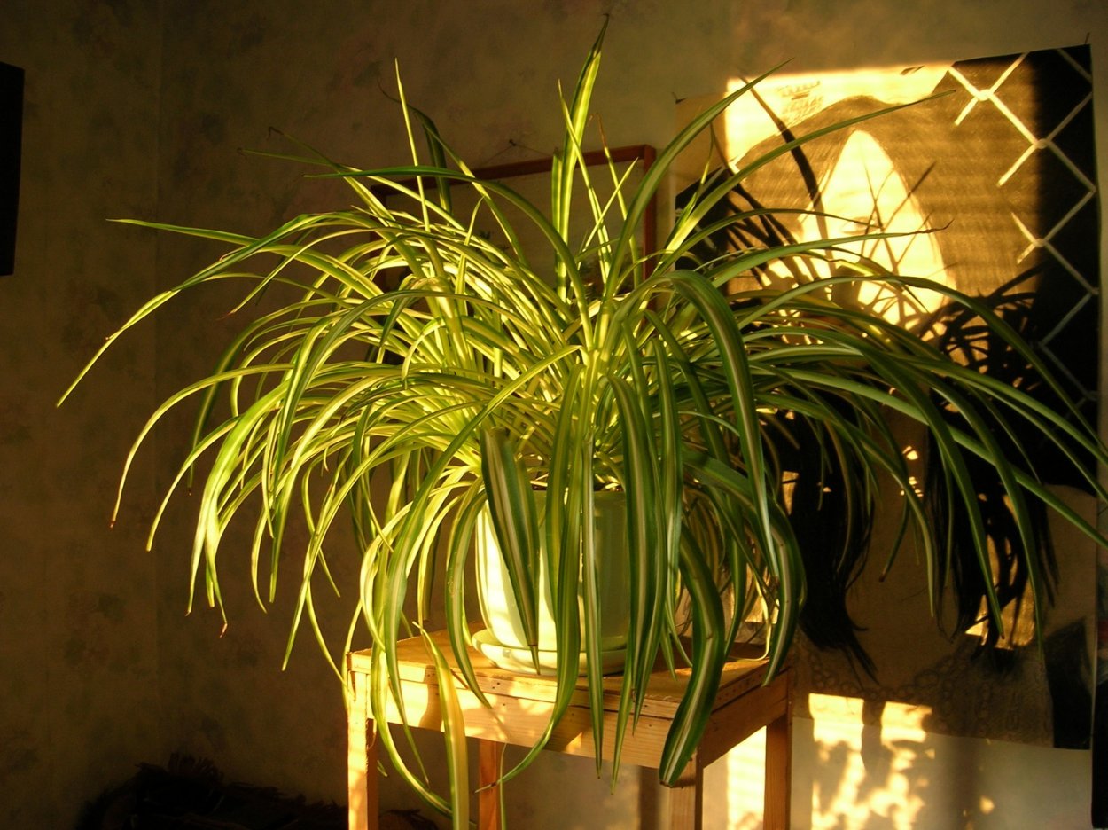 Хлорофитум Вильбур