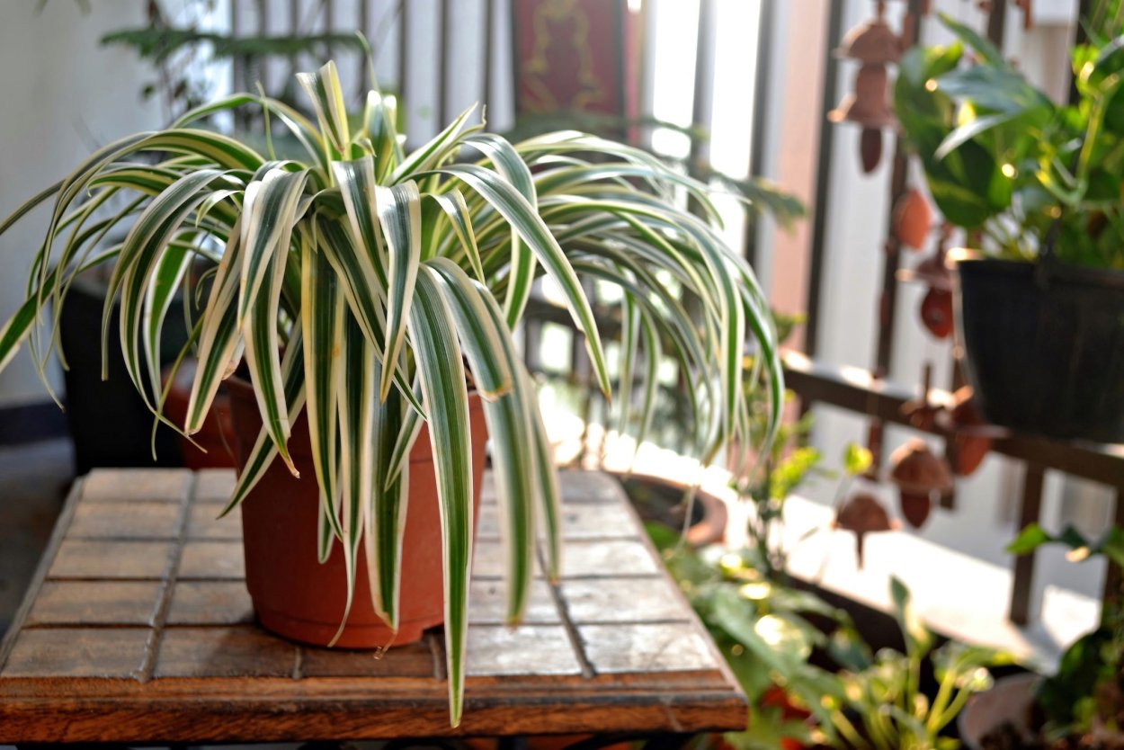 Хлорофитум хохлатый Chlorophytum comosum