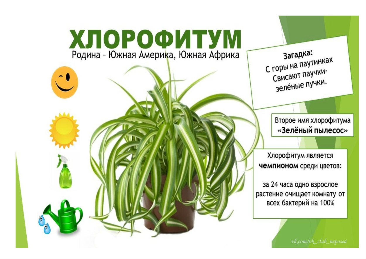 Хлорофитум Бамбино