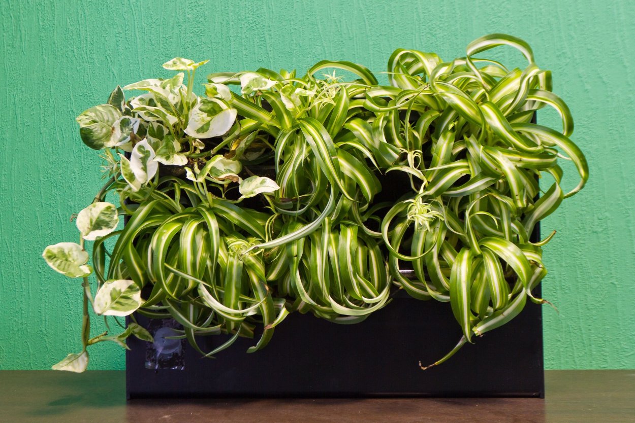 Хлорофитум синий жемчуг