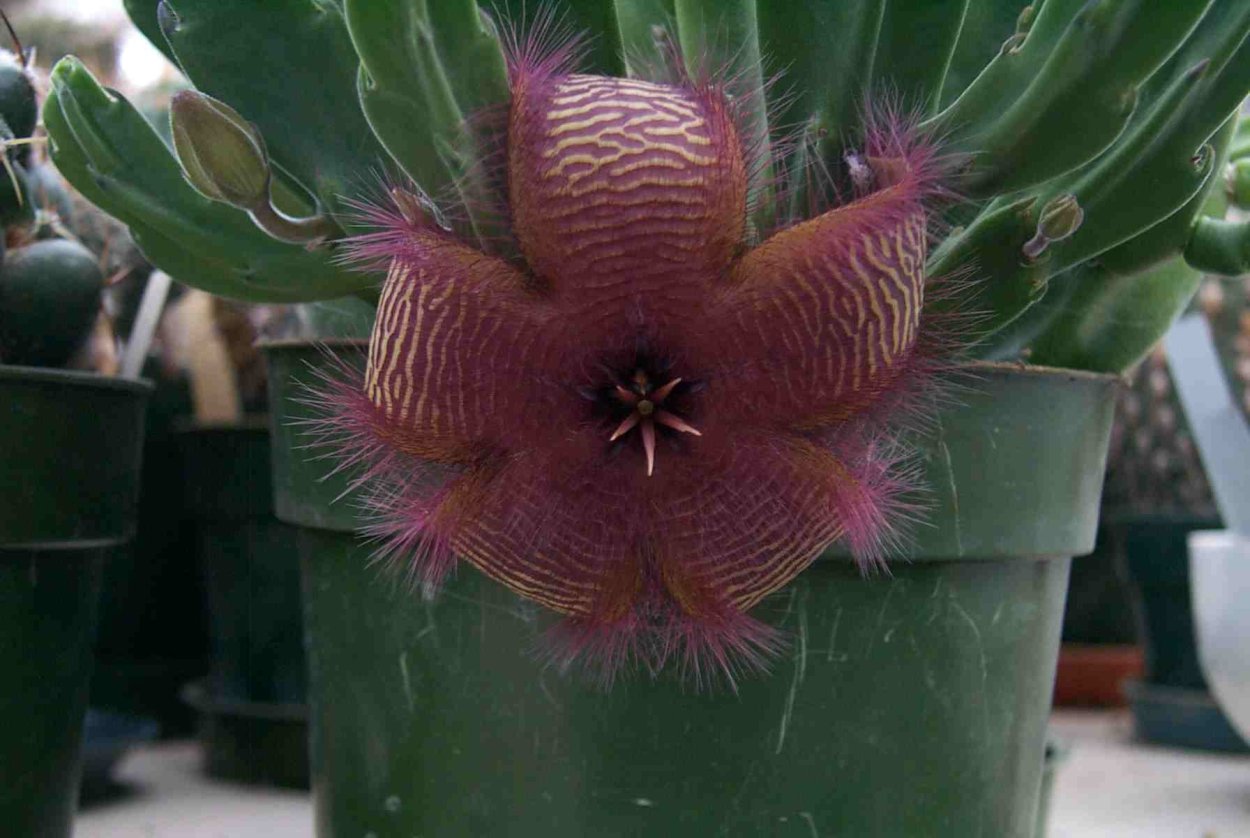 Стапелия хирсута.Stapelia hirsuta