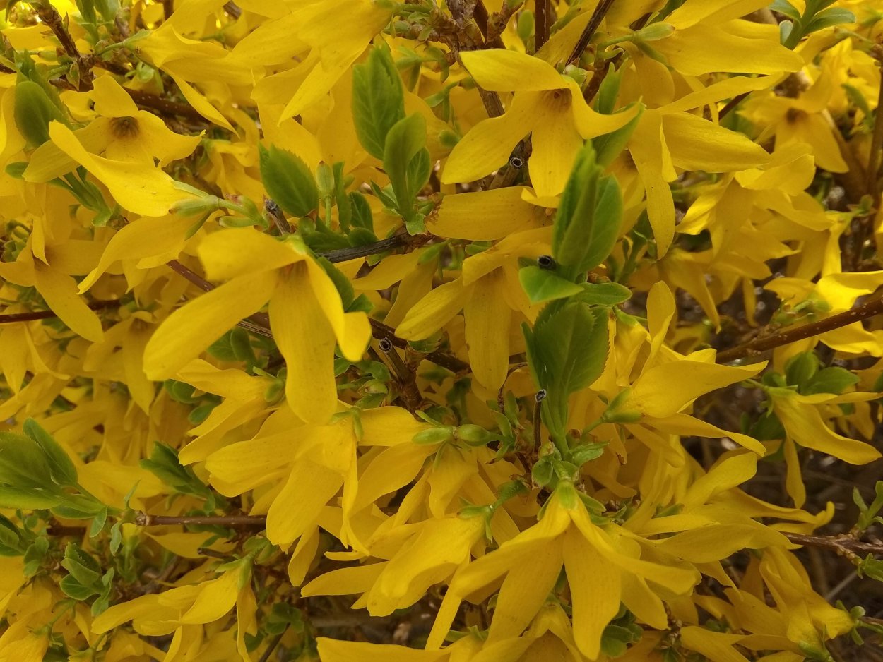 Калониктион желтый