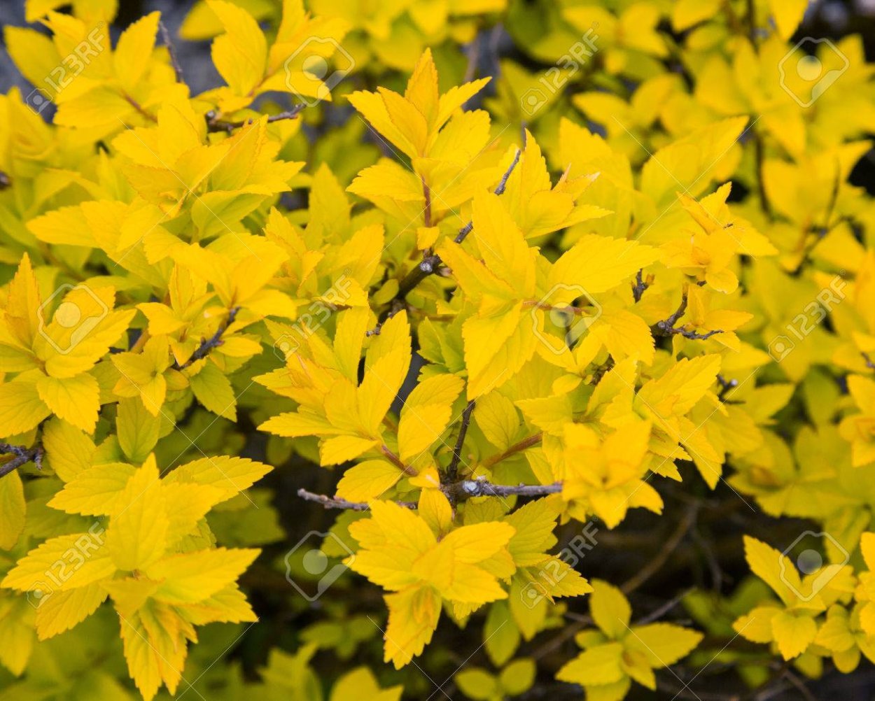 Буш кустарник желтый