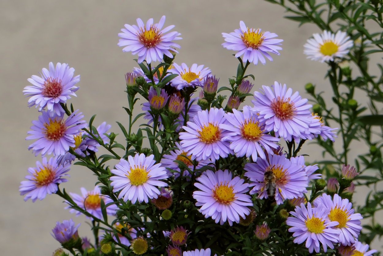 Референс сентябринки