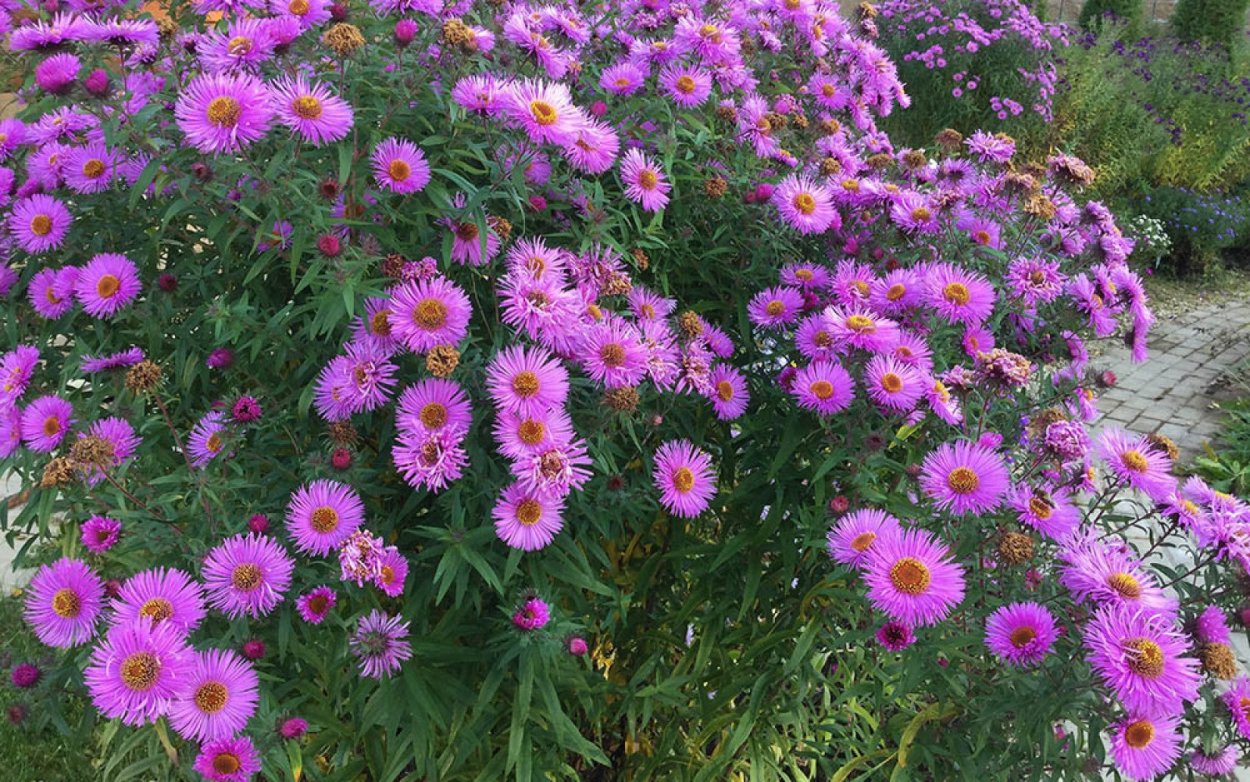 Астра новоанглийская Barrs Pink