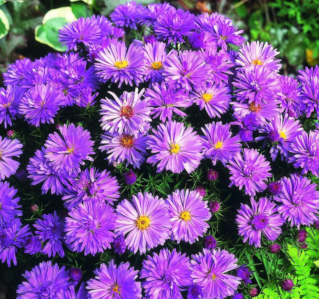 Астра новоанглийская (Aster Novae-angliae Purple Dome