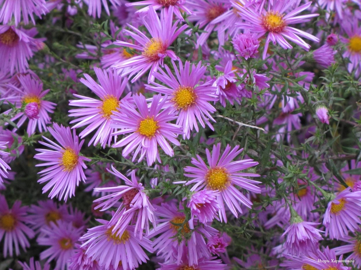 Сентябринки октябринки