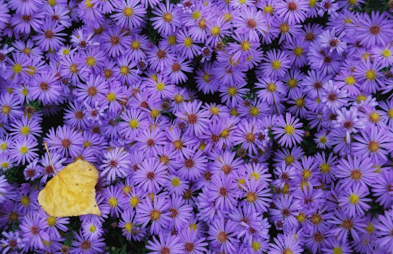 Цветы октябринки и сентябринки