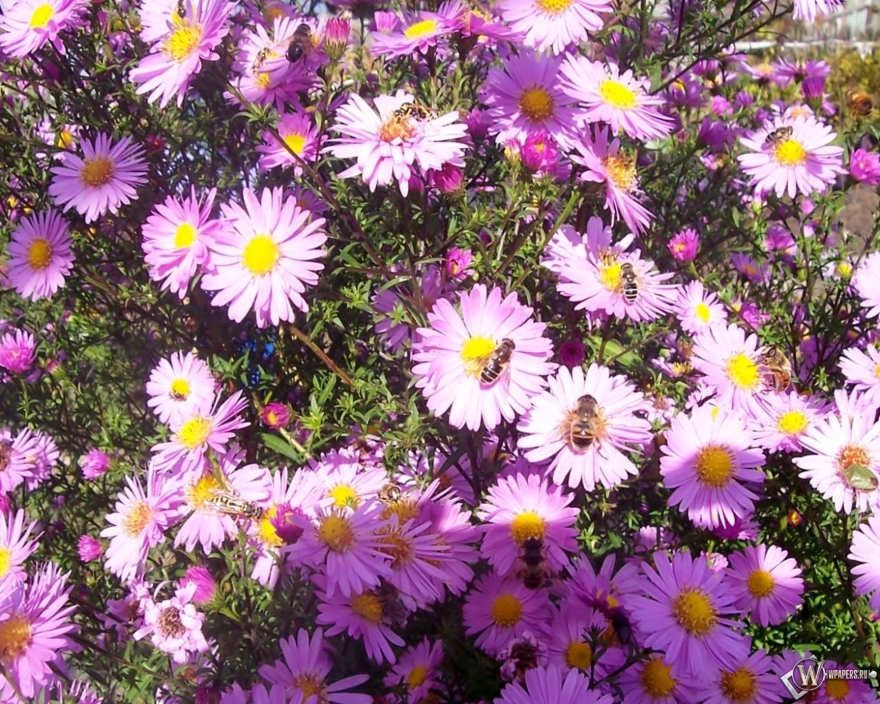 Сентябринки октябринки