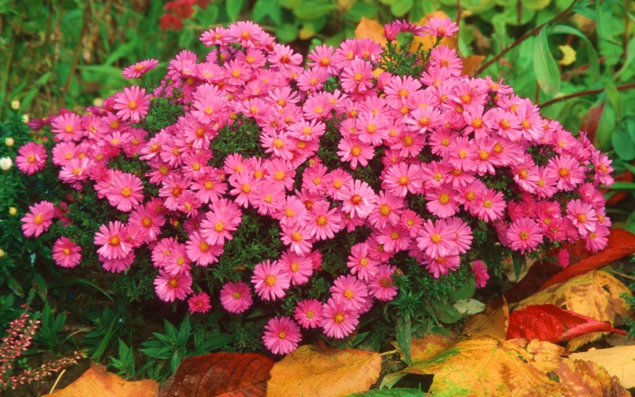 Цветы октябринки и сентябринки