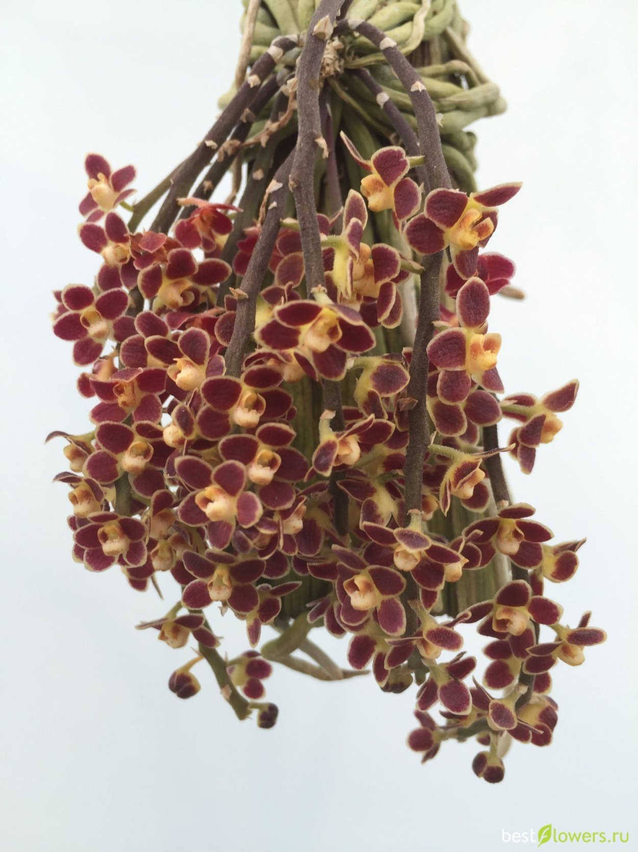 Chiloschista viridiflava