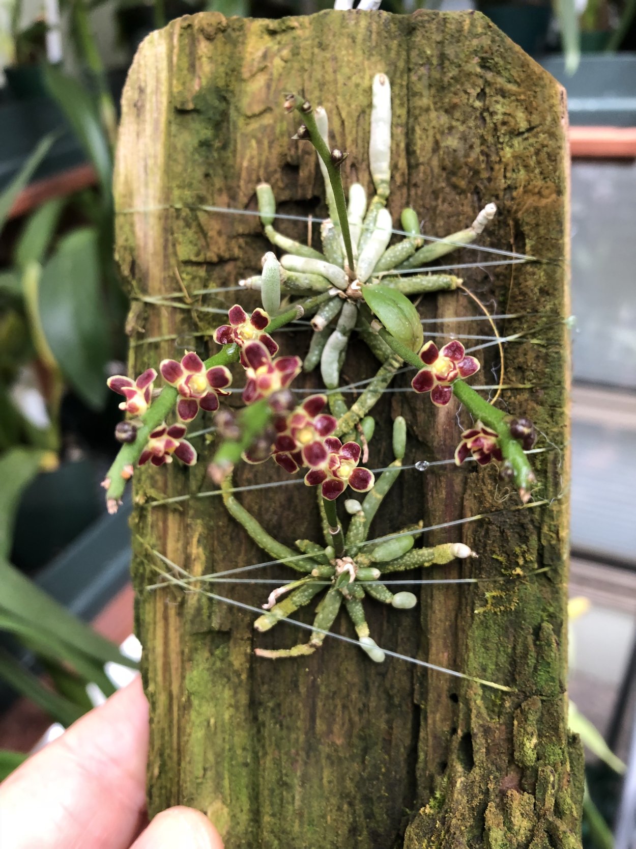 Орхидея Chiloschista lunifera