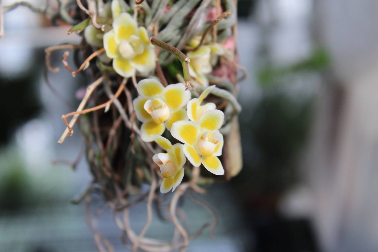 Шилошиста Виридифлора