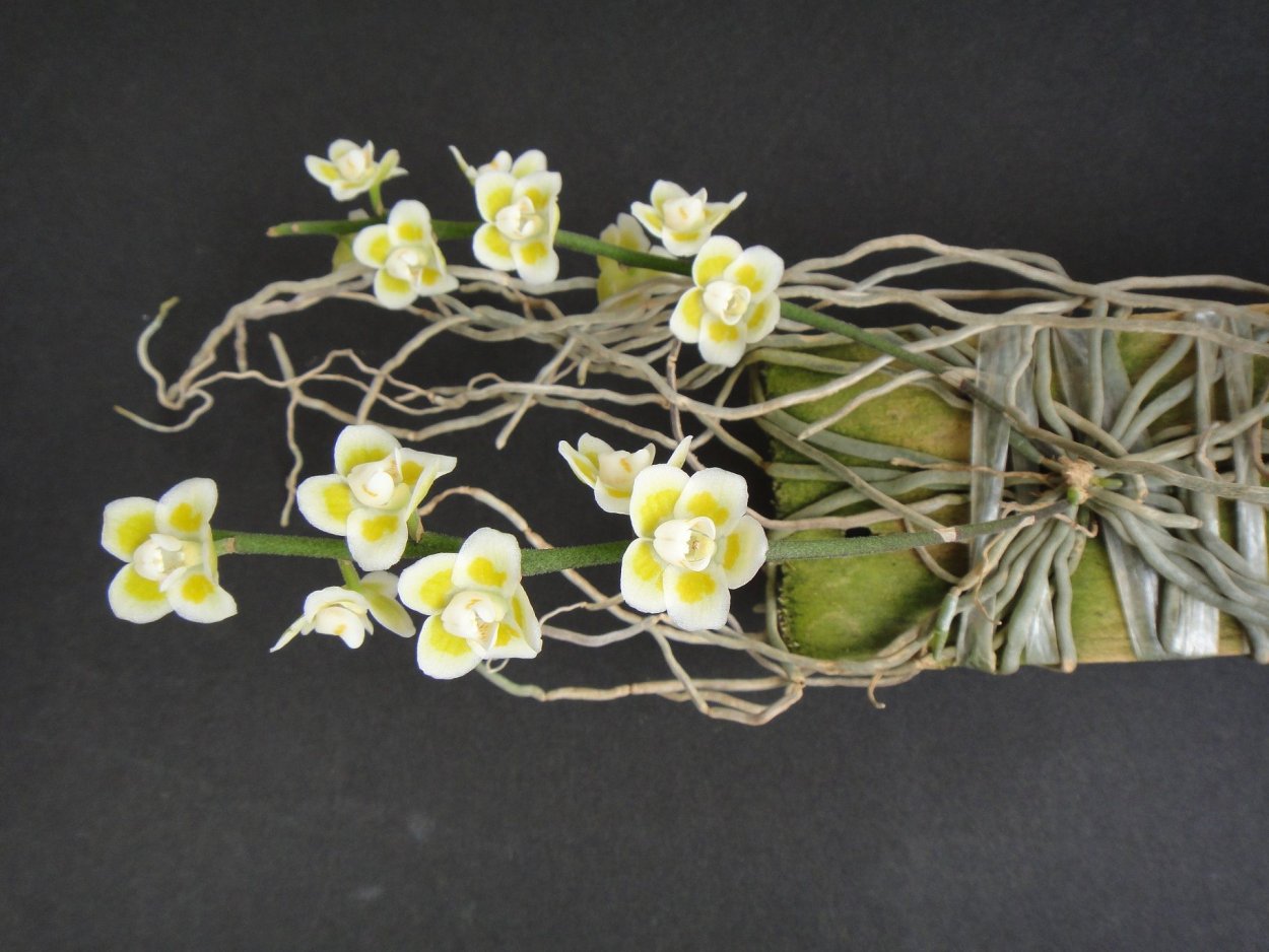 Орхидея Chiloschista viridiflava