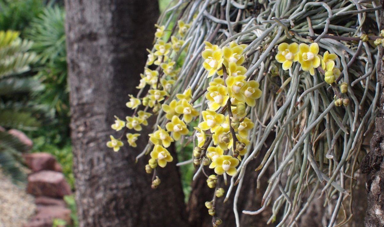 Chiloschista parishii