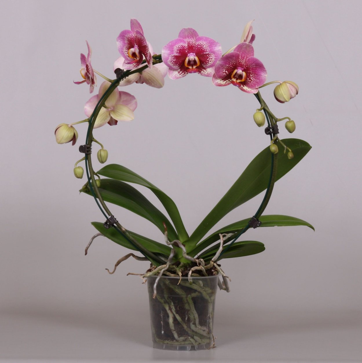 Орхидея фаленопсис Лонжина