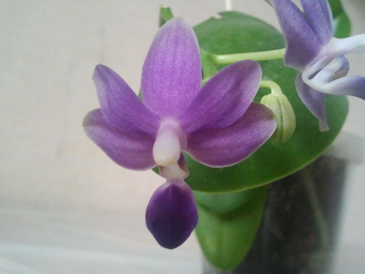 Мартин Орхидея Брест