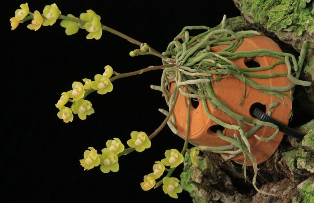 Шилошиста париши