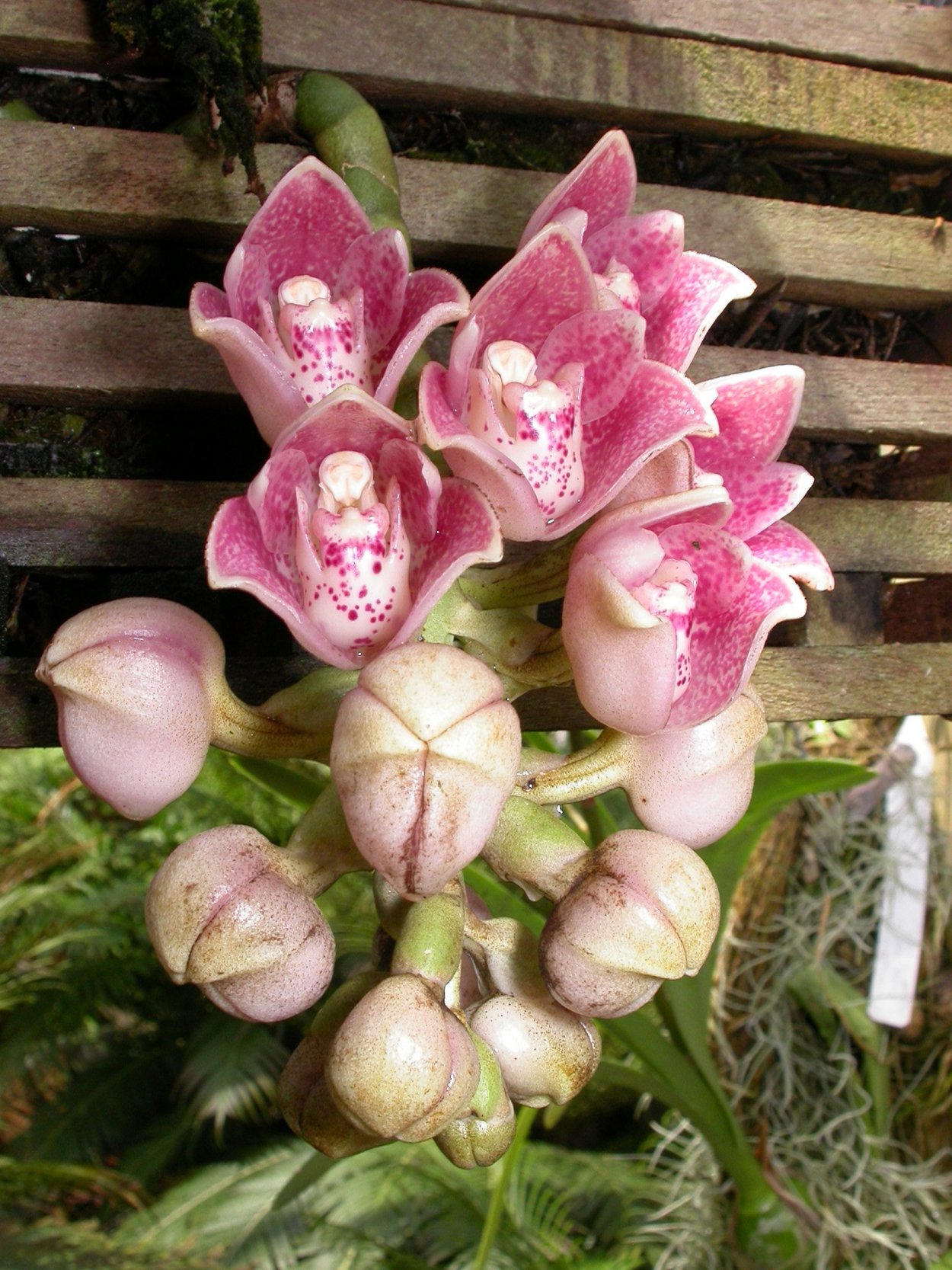 Фаленопсис mannii