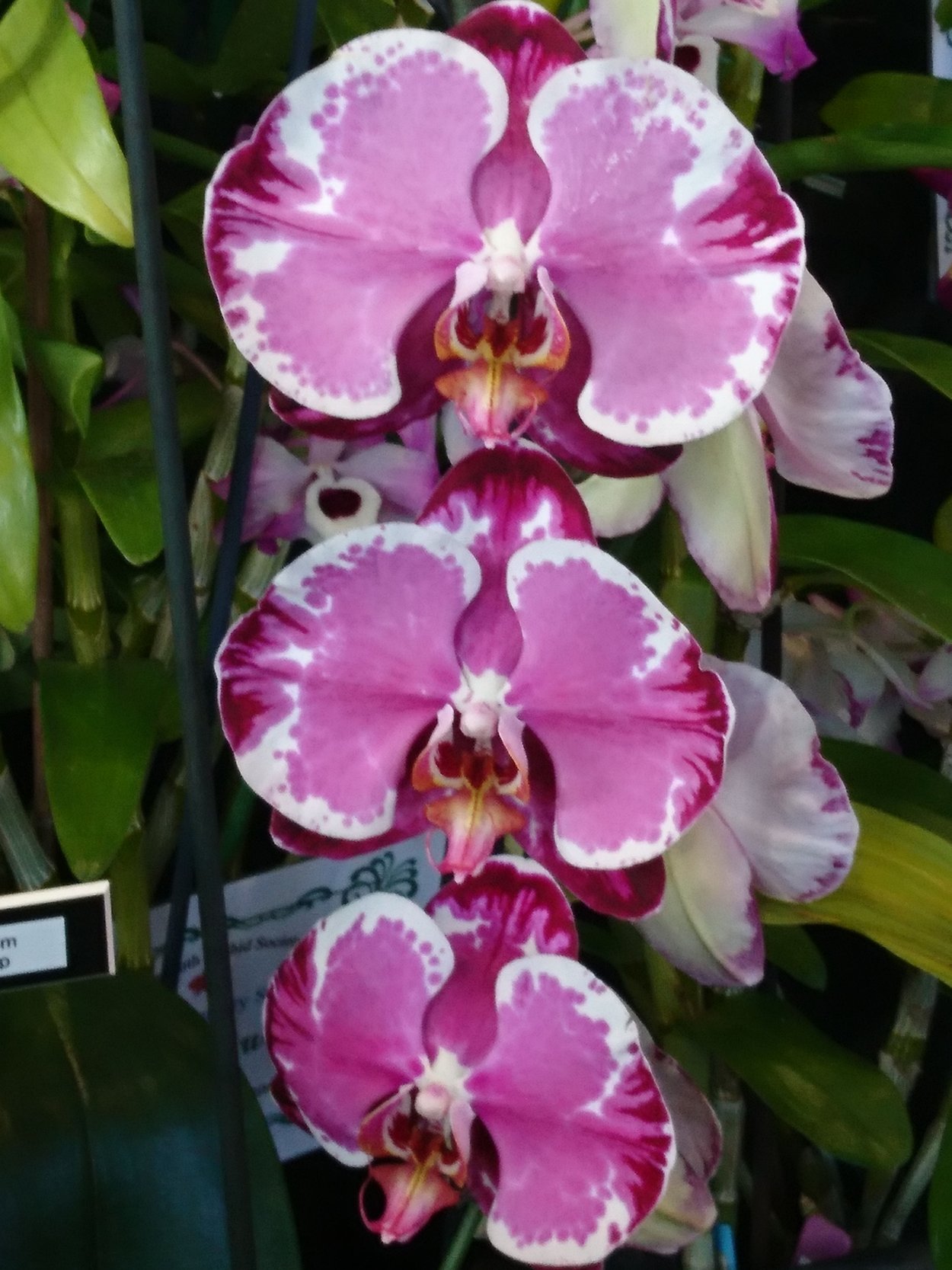 Фаленопсис Наоми