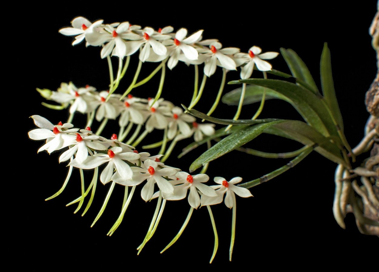 Орхидея Schoenorchis