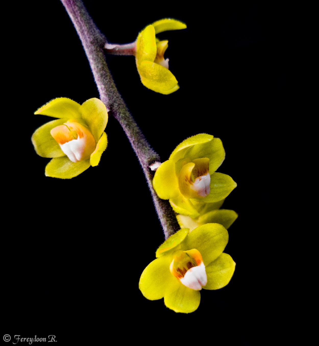 Орхидея Chiloschista viridiflava