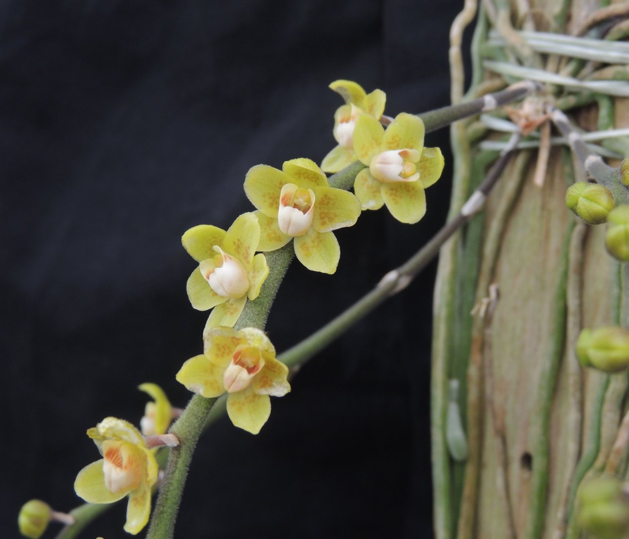 Chiloschista lunifera