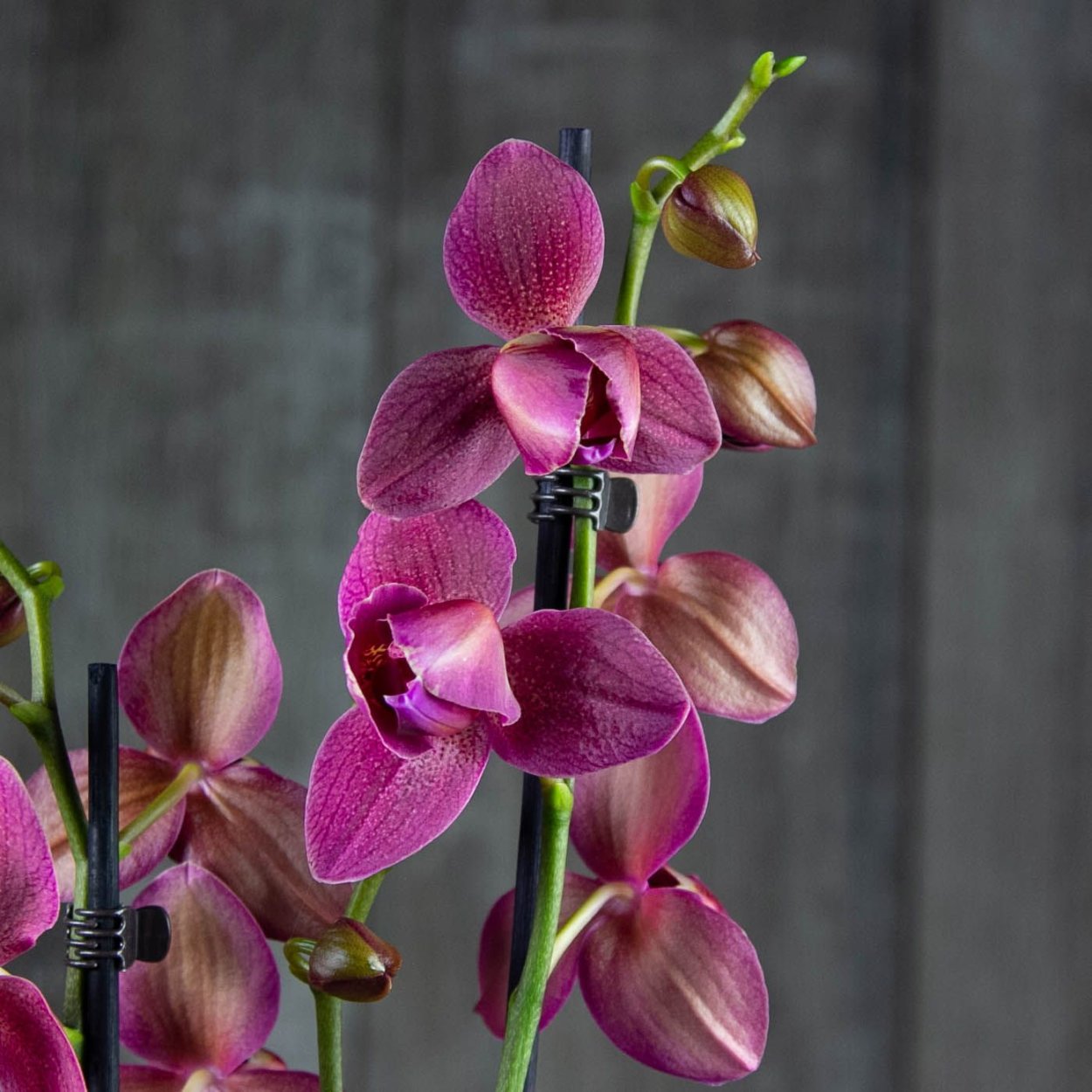 Фаленопсис Паваротти пелорик