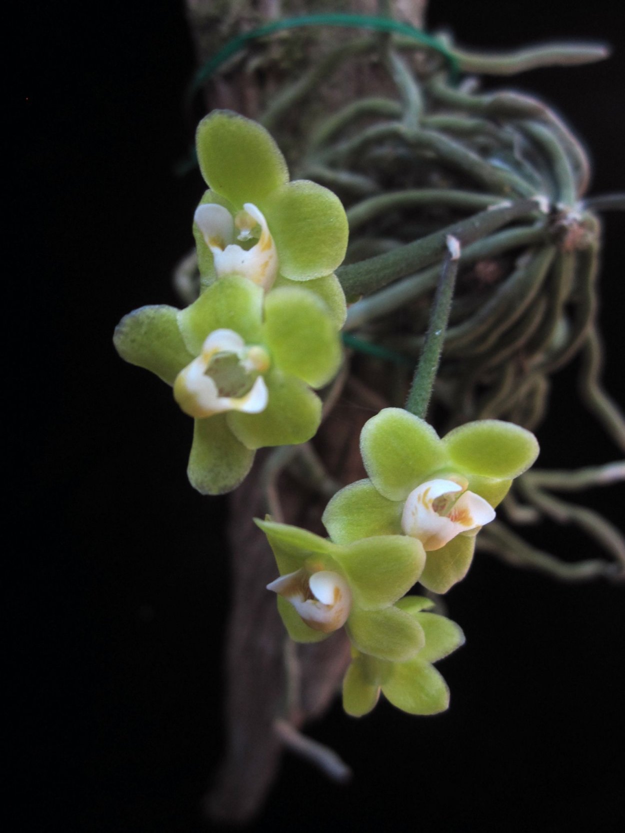 Chiloschista parishii