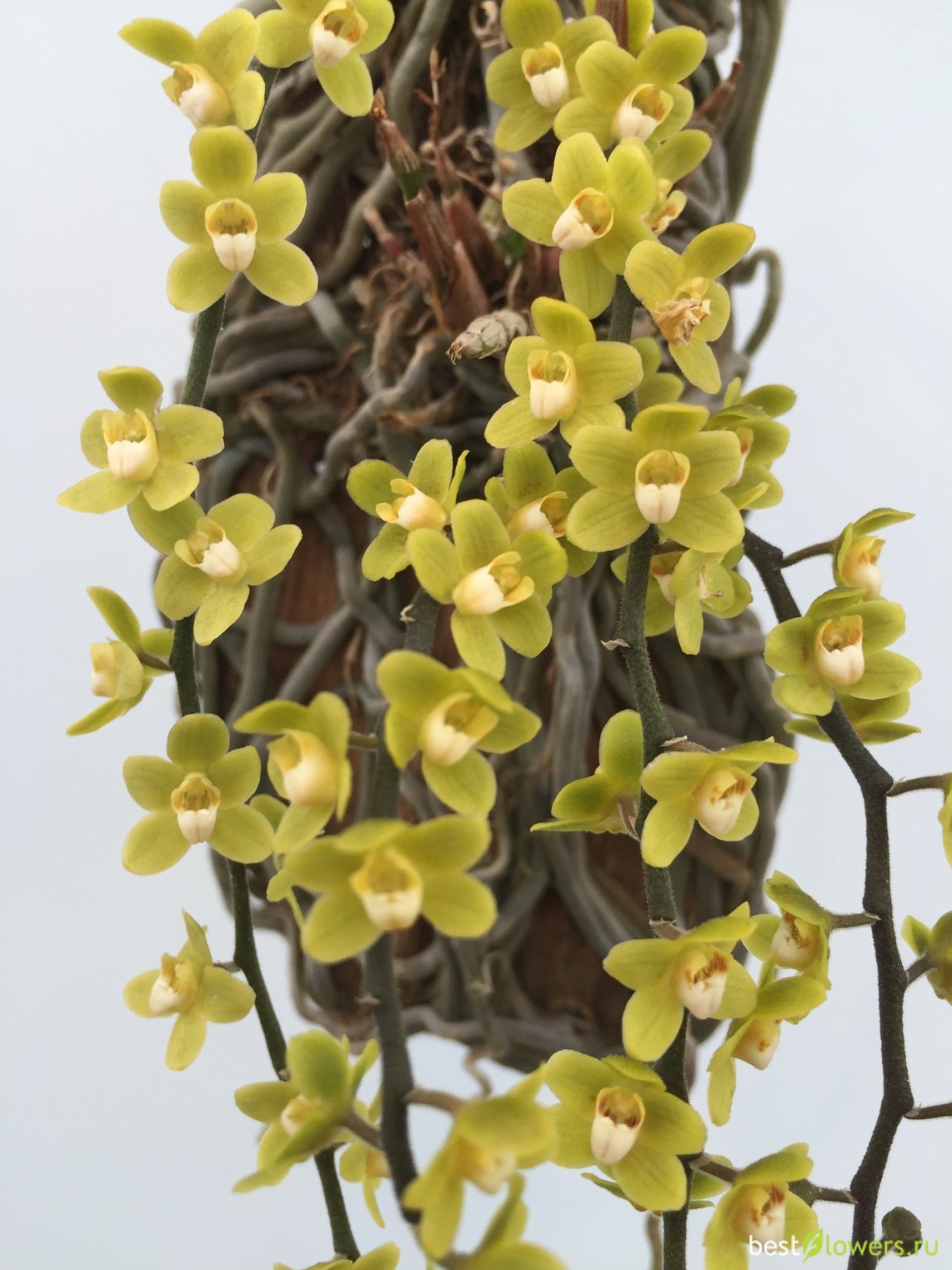 Орхидея Chiloschista viridiflava