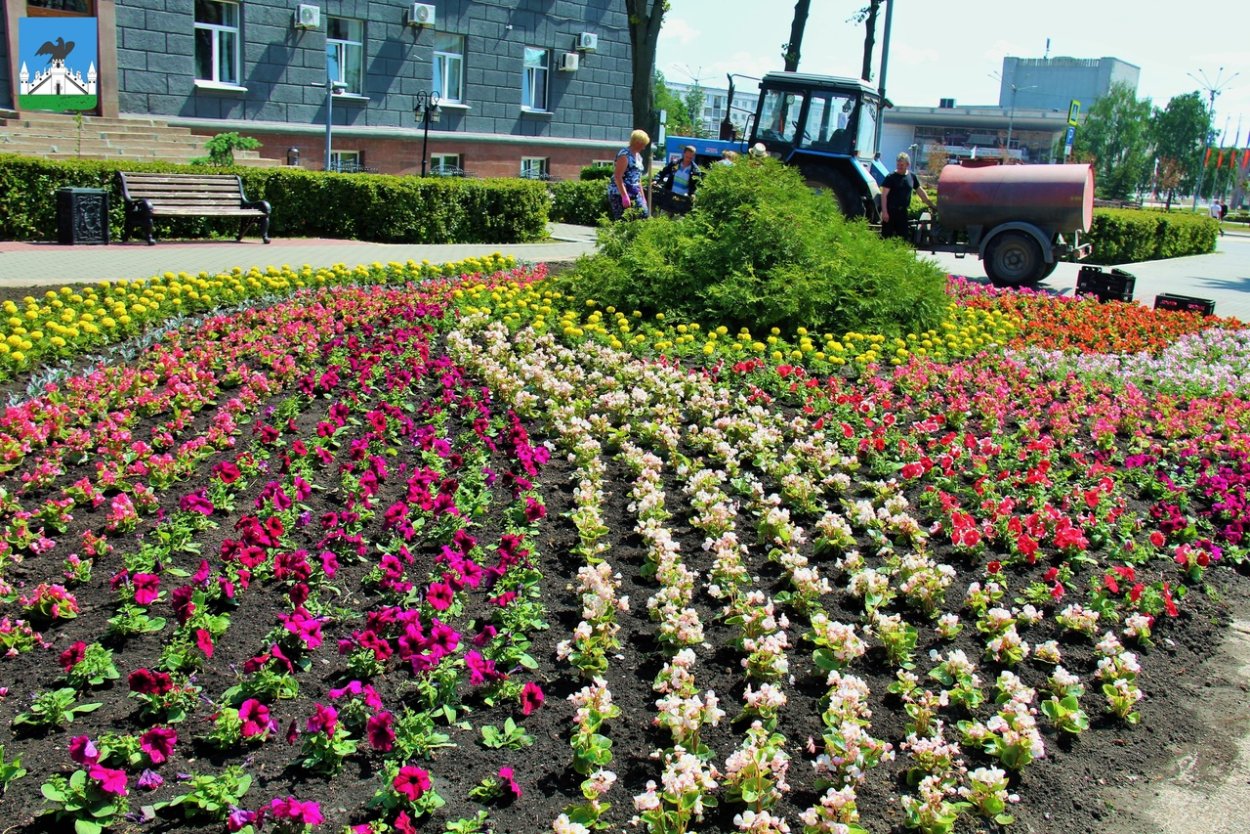 Цветник с тюльпанами