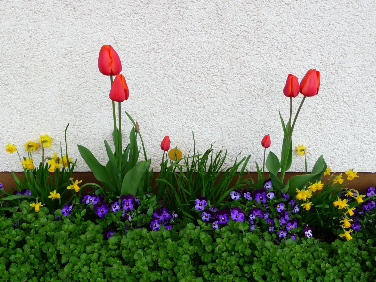 Клумба с тюльпанами